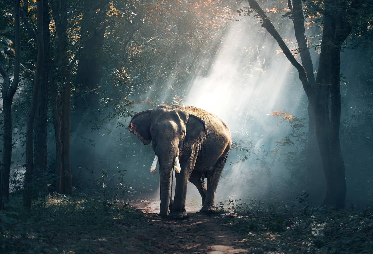 Thajsko - slon